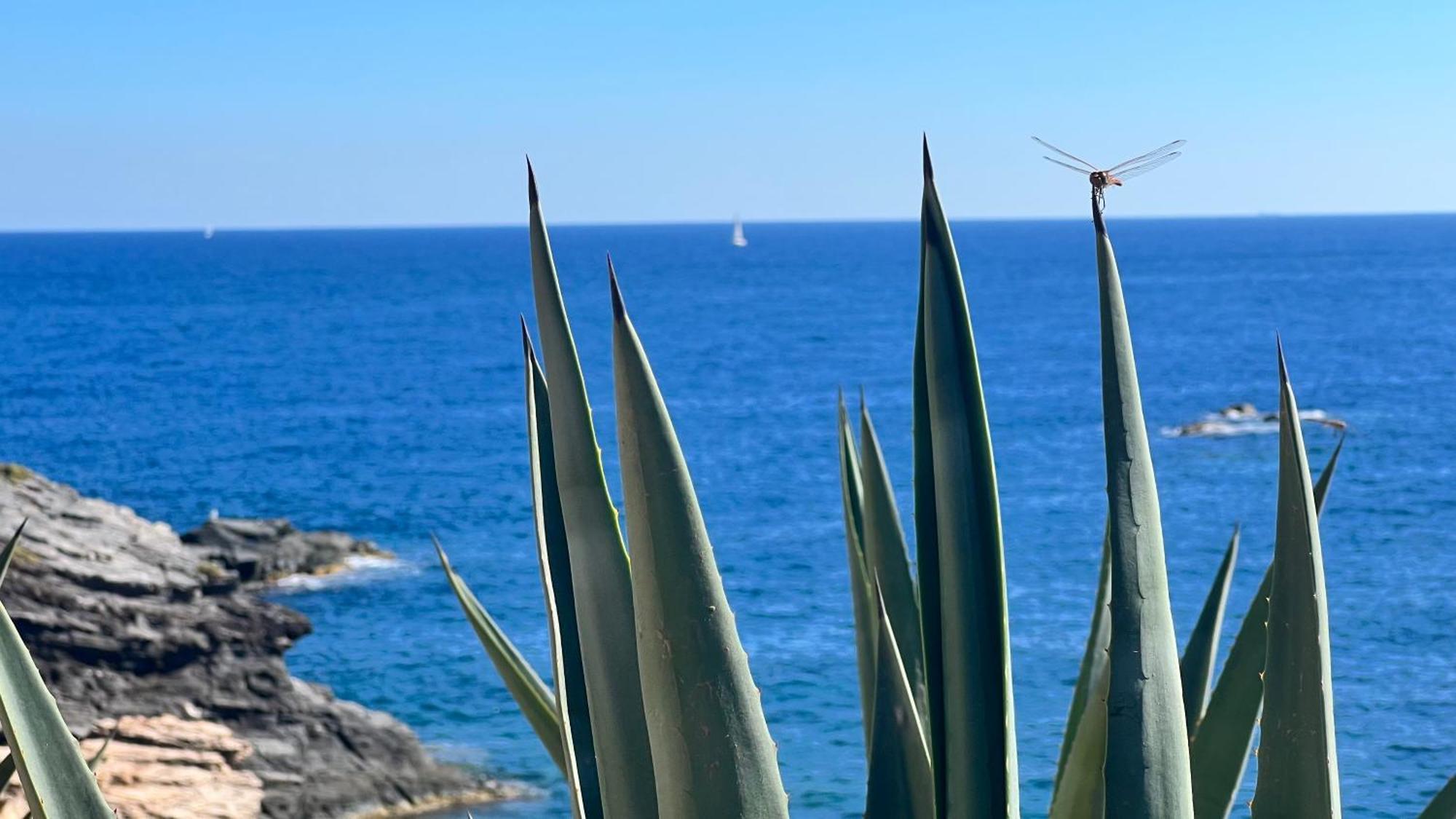 Punta Prima - Sun & Beach & Golf & Bike - Spanish South-Facing Terrace Apartment - La Recoleta - By The Sea Torrevieja Eksteriør billede